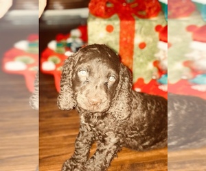 American Water Spaniel Puppy for sale in BIGGS PARK, NC, USA