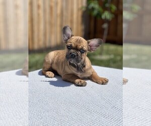 French Bulldog Puppy for Sale in ANTELOPE, California USA