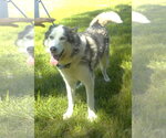 Small #2 Siberian Husky Mix