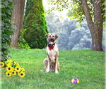 Small #2 Anatolian Shepherd