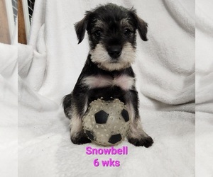 Schnauzer (Miniature) Puppy for sale in KOKOMO, IN, USA