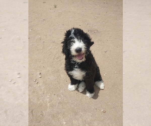 Medium Photo #1 Bernedoodle Puppy For Sale in CALHAN, CO, USA