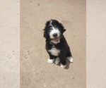 Small Bernedoodle