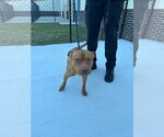 Small Photo #3 Mutt Puppy For Sale in Tarboro, NC, USA