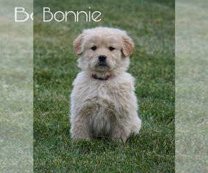 Golden Retriever Puppy for sale in FREDERICKSBG, OH, USA