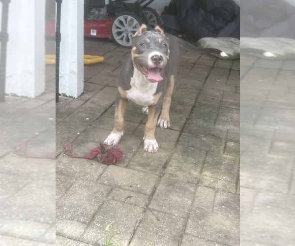 Medium Photo #6 American Bully Puppy For Sale in PIKESVILLE, MD, USA