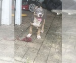 Small #5 American Bully