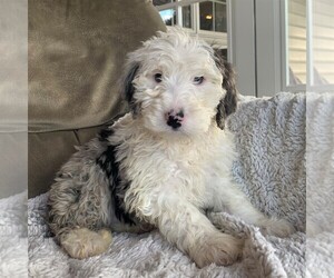 Sheepadoodle Puppy for sale in MANHEIM, PA, USA