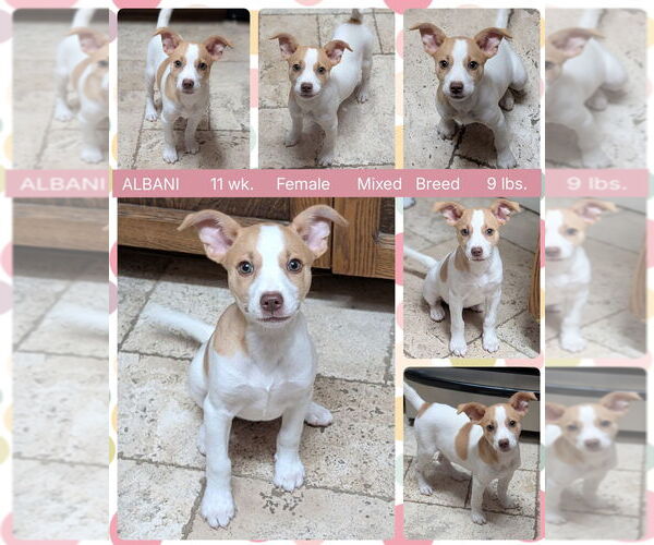 Medium Photo #1 Mutt Puppy For Sale in Mesa, AZ, USA