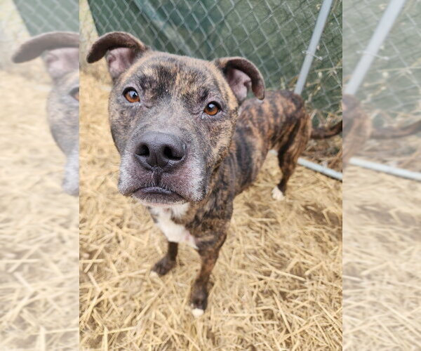 Medium Photo #8 Boxer-Unknown Mix Puppy For Sale in Evansville, IN, USA