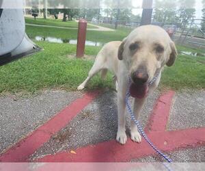 Labrador Retriever-Unknown Mix Dogs for adoption in Houston, TX, USA