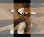 Small Photo #1 American Staffordshire Terrier Puppy For Sale in PITTSFIELD, MA, USA