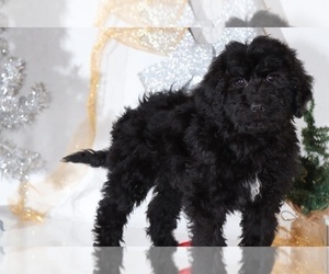 Bernedoodle Puppy for sale in BEL AIR, MD, USA