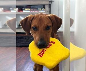 Rhodesian Ridgeback-Unknown Mix Dogs for adoption in San Antonio, TX, USA