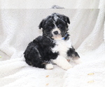 Small Photo #2 Aussie-Poo Puppy For Sale in SHILOH, OH, USA