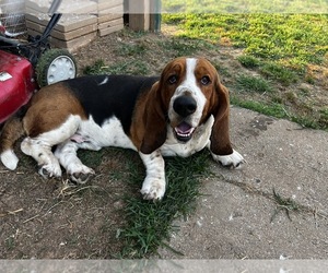 Father of the Basset Hound puppies born on 06/21/2022