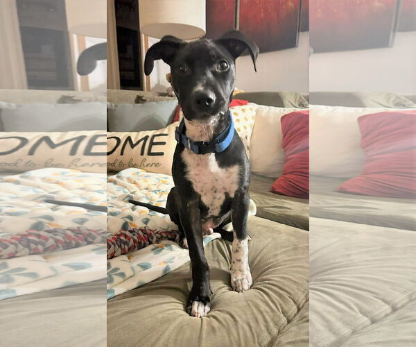 Medium Photo #2 Mutt Puppy For Sale in MECHANICSBURG, PA, USA