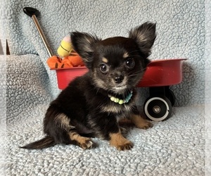 Chihuahua Puppy for sale in NEWVILLE, PA, USA