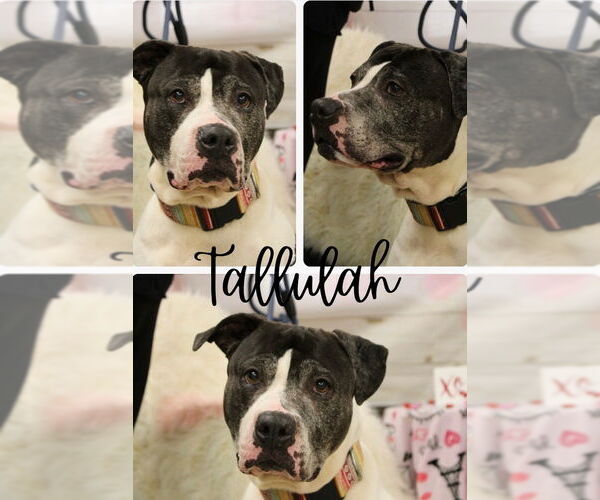 Medium Photo #6 American Staffordshire Terrier Puppy For Sale in Pierceton , IN, USA