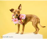 Small Chihuahua Mix