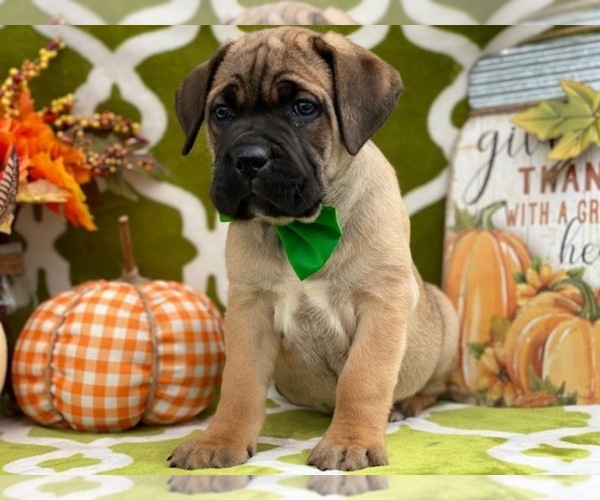 Medium Photo #1 Cane Corso Puppy For Sale in LANCASTER, PA, USA