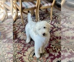 Small Photo #6 Labradoodle Puppy For Sale in CRAIG, NE, USA