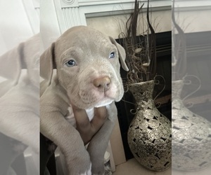 American Bully Puppy for sale in GLEN ALLEN, VA, USA