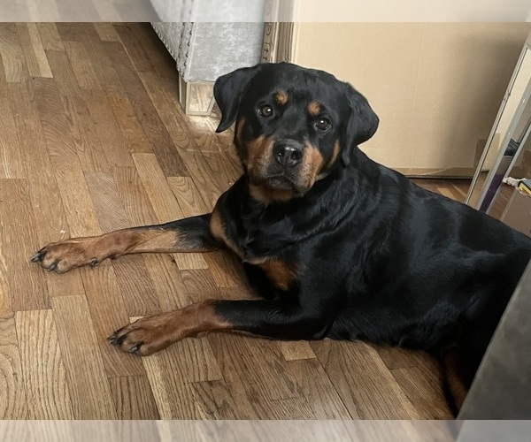 Medium Photo #1 Rottweiler Puppy For Sale in SAGINAW, MI, USA