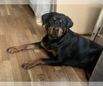 Small Photo #1 Rottweiler Puppy For Sale in SAGINAW, MI, USA