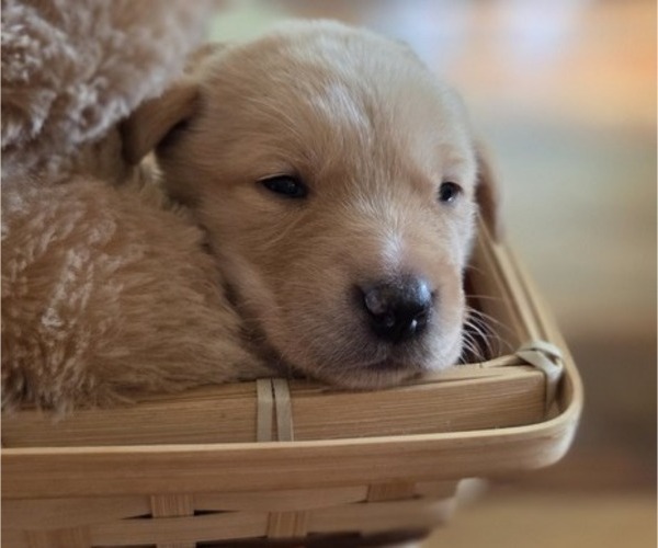 Medium Photo #70 Borador Puppy For Sale in FORTUNA, CA, USA
