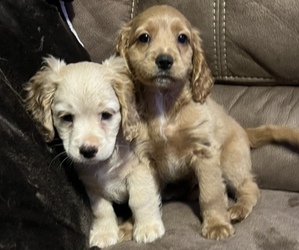 Cockapoo Puppy for sale in LIBERAL, OR, USA