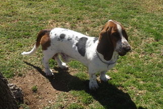 Basset Hound Puppy for sale in YUCCA VALLEY, CA, USA