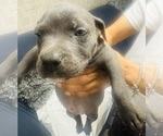 Small #6 American Bully