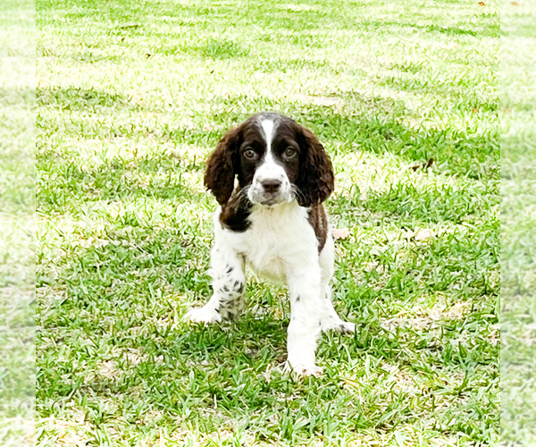 Medium Photo #3 English Springer Spaniel Puppy For Sale in FITZGERALD, GA, USA