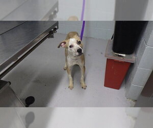 Mutt Dogs for adoption in Augusta, GA, USA