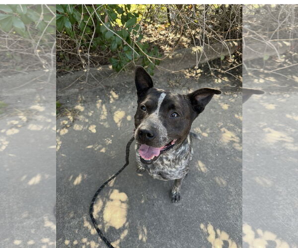 Medium Photo #2 Mutt Puppy For Sale in Euless, TX, USA