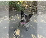 Small #1 Mutt