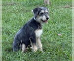 Small #1 Airedale Terrier Mix