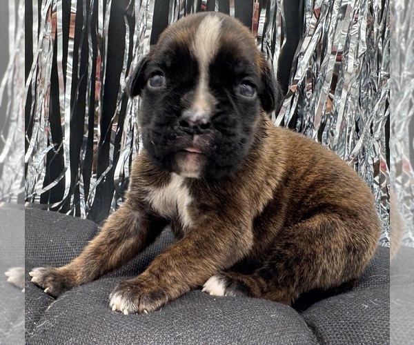 Medium Photo #1 Boxer Puppy For Sale in PAWNEE CITY, NE, USA