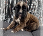 Image preview for Ad Listing. Nickname: AKC Abby
