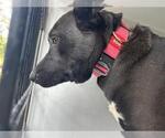 Small German Shepherd Dog Mix