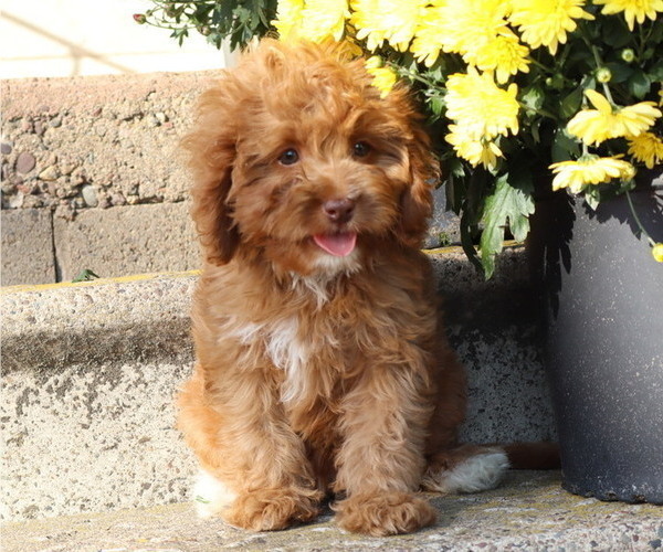 Medium Photo #26 Cavapoo Puppy For Sale in THORP, WI, USA