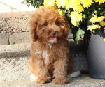 Small Photo #26 Cavapoo Puppy For Sale in THORP, WI, USA