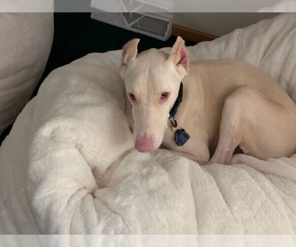 Medium Photo #3 Doberman Pinscher Puppy For Sale in Buffalo, MN, USA