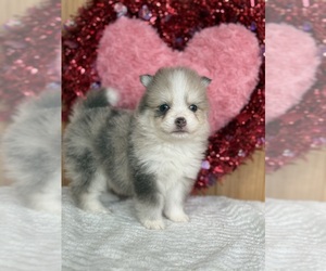 Pomsky Litter for sale in STAPLES, MN, USA