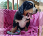 Puppy Puppy 7 Bernese Mountain Dog