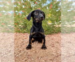 Small Photo #4 Dachshund-Unknown Mix Puppy For Sale in PIPE CREEK, TX, USA