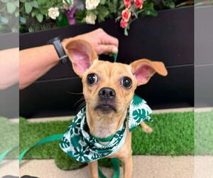 Chug Dogs for adoption in Visalia, CA, USA