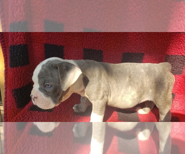 Medium Photo #2 Olde English Bulldogge Puppy For Sale in LAFAYETTE, LA, USA
