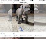 Small Photo #2 American Bully Puppy For Sale in OMAHA, NE, USA
